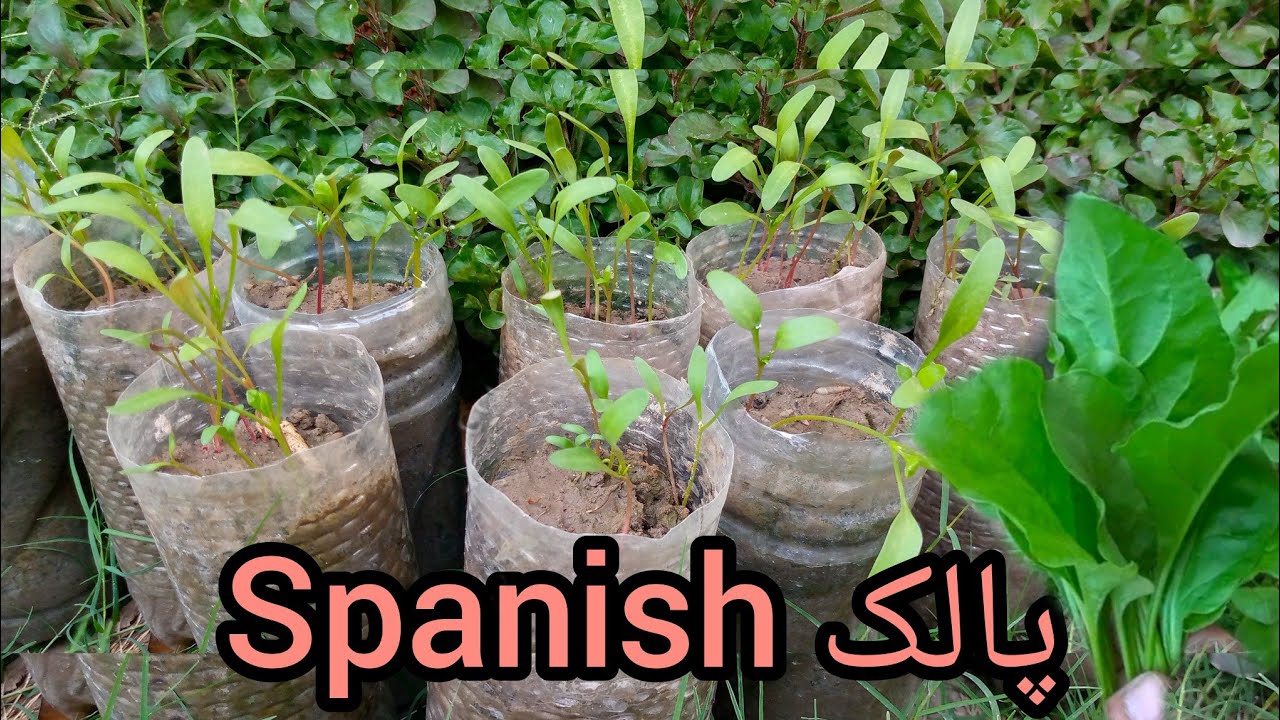 How to grow Spanish at home | Ghar main palak kaise lagaen