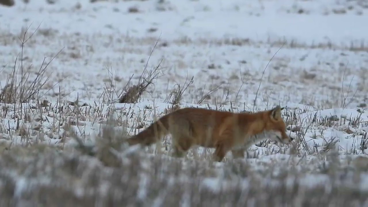 sonntagsfuchs III