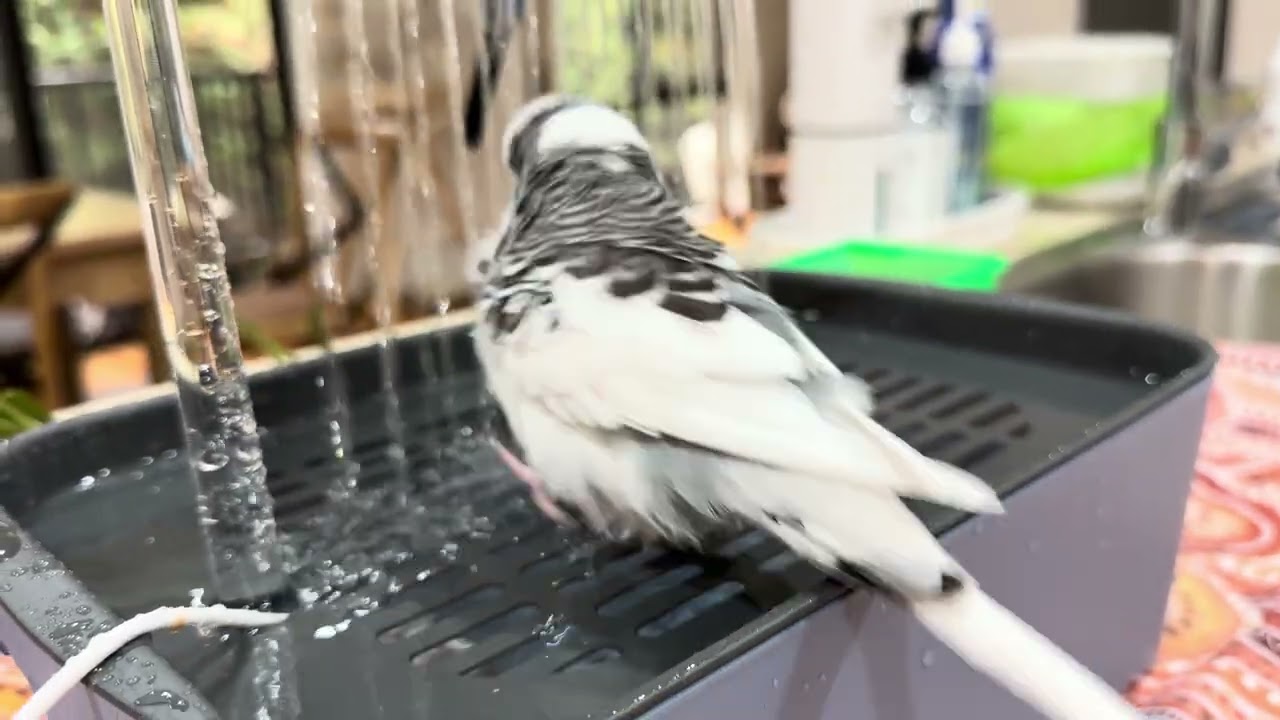 Bath time for the birds #Budgies #BudgieBath #birdbath #parrotsofinstagram #parakeets 