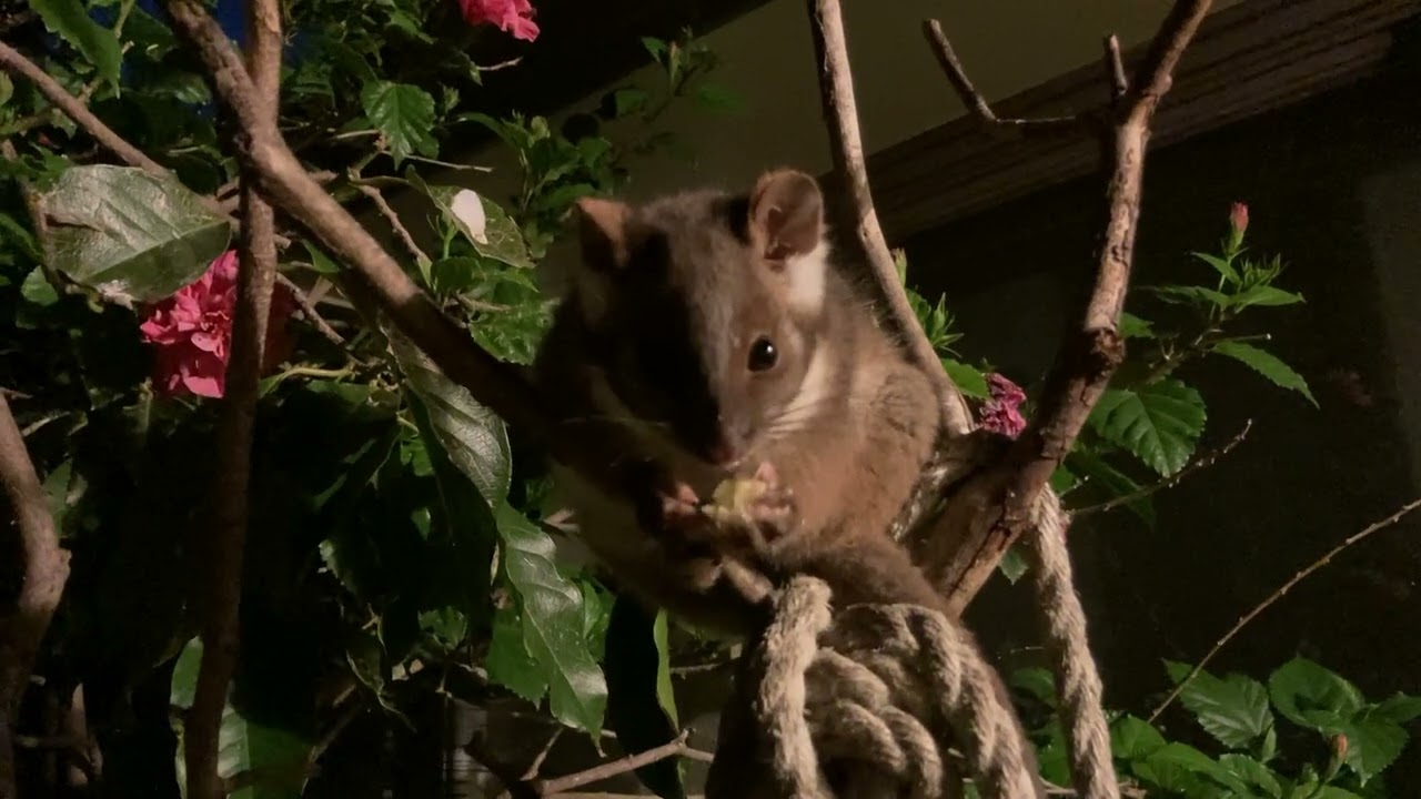 Possum up a tree
