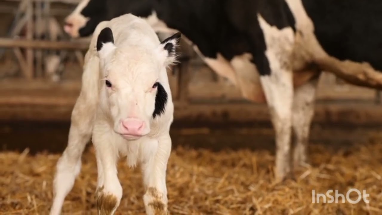 cutest cows 🐄🐮