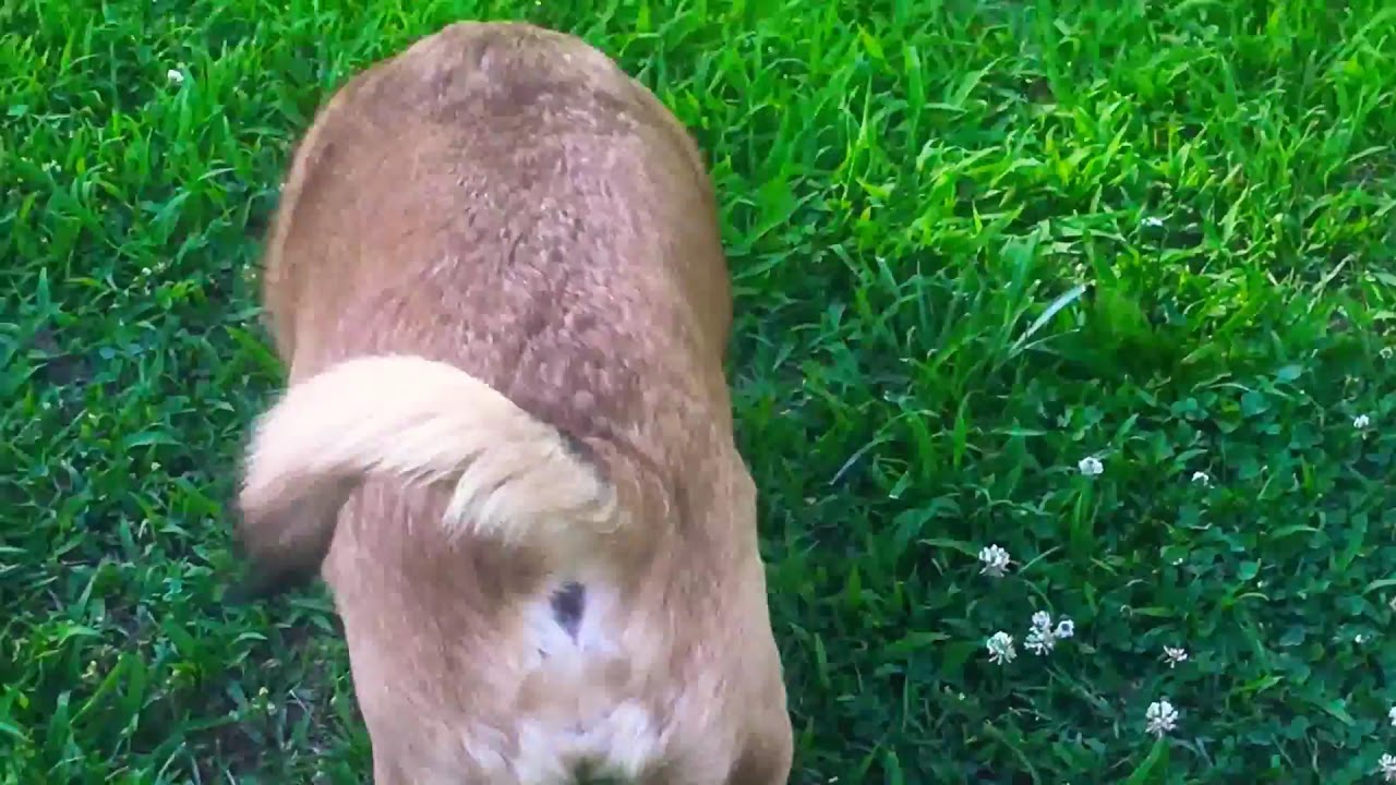 Dog butt gun