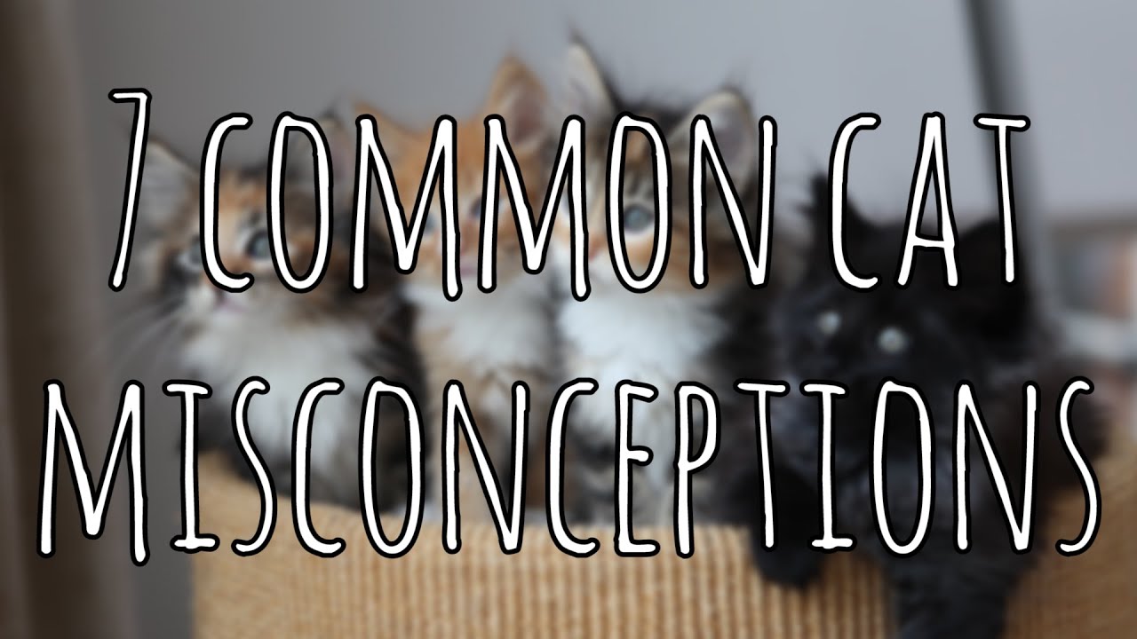 7 Common Cat Misconceptions