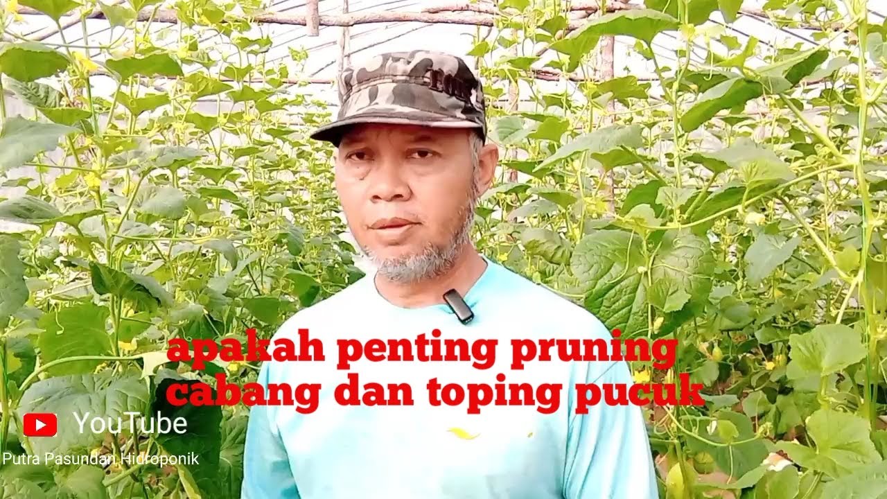 Cara pruning cabang melon dan toping pucuk