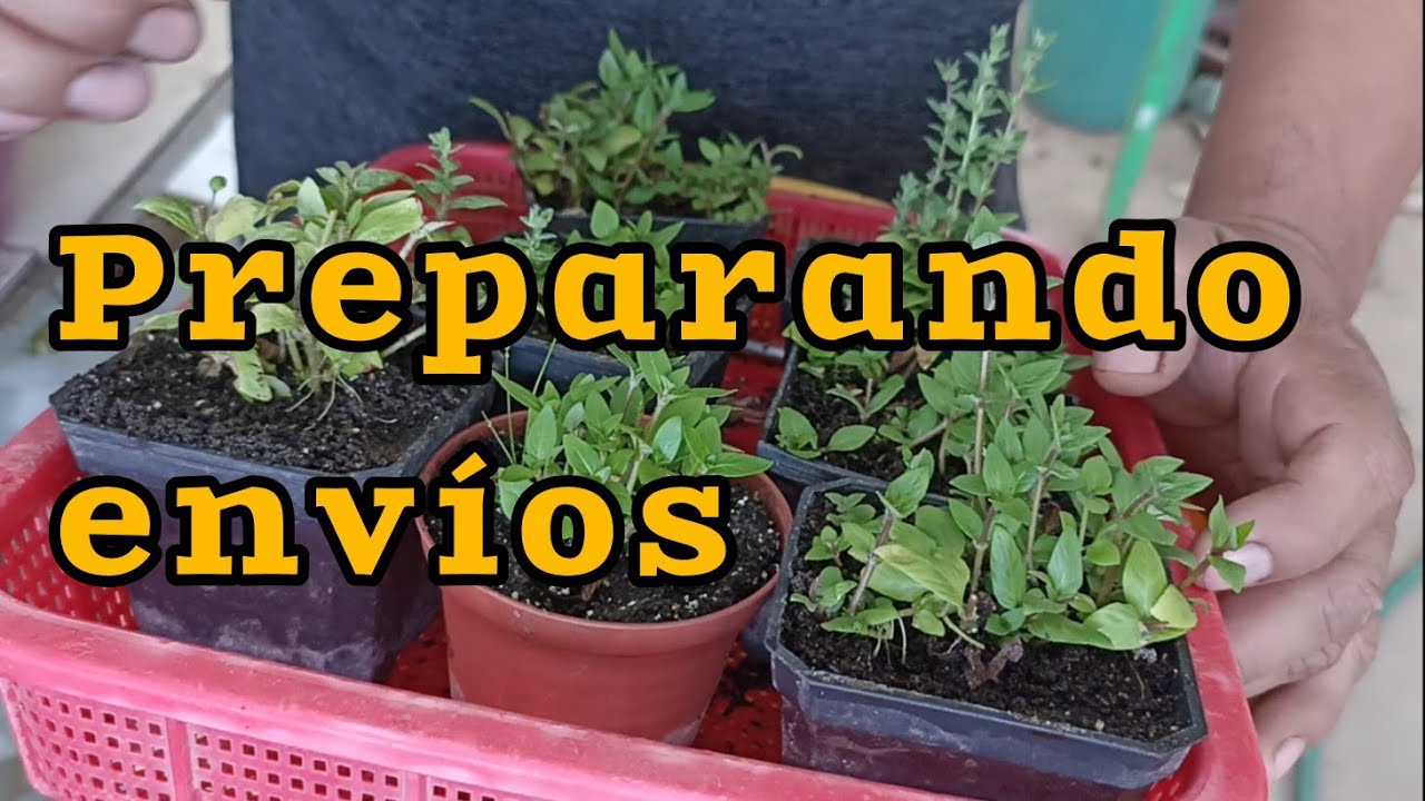 Preparando envíos