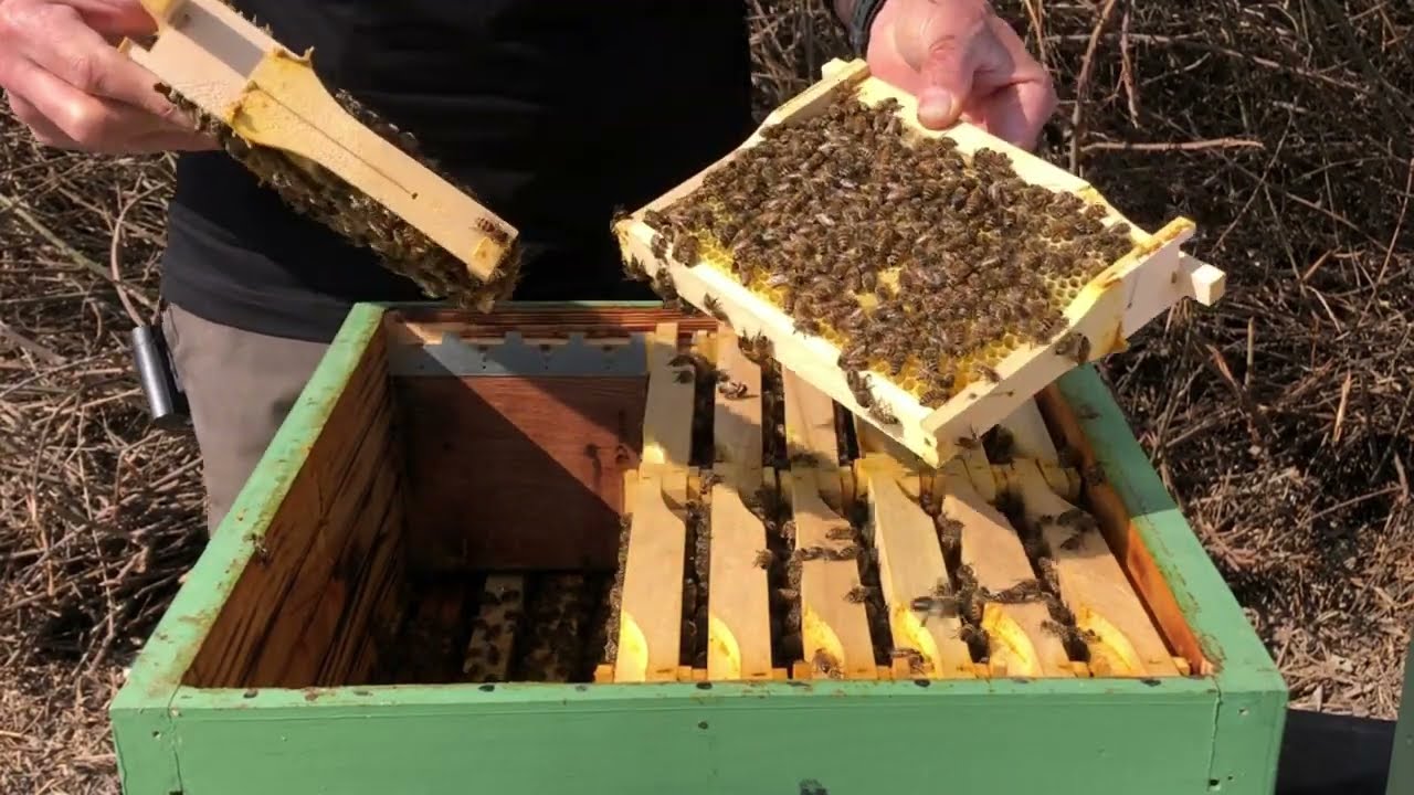 Au rucher après la vague de froid...#apiculture #apiculteur #abeille #LADF#apiculture 2022