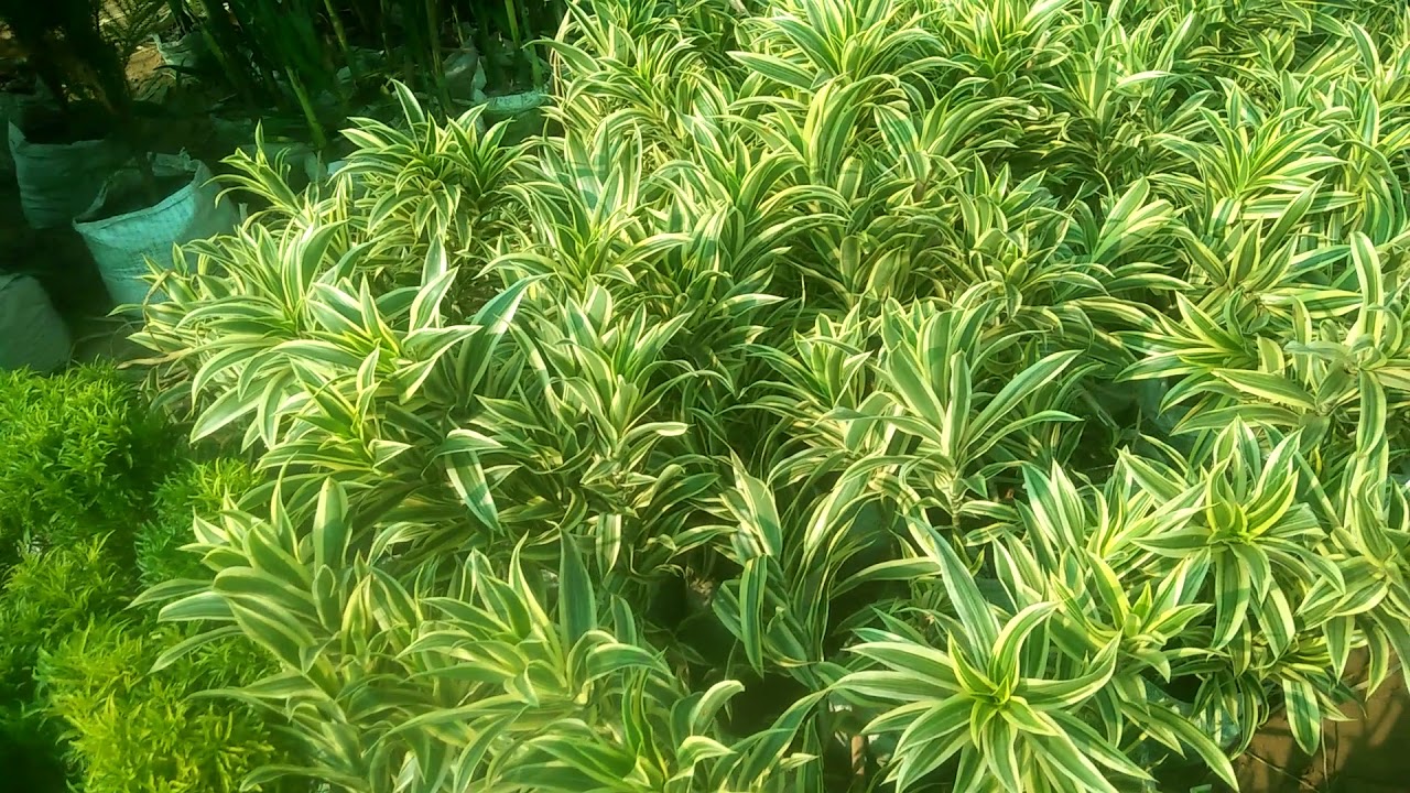 All Decorate plants Available