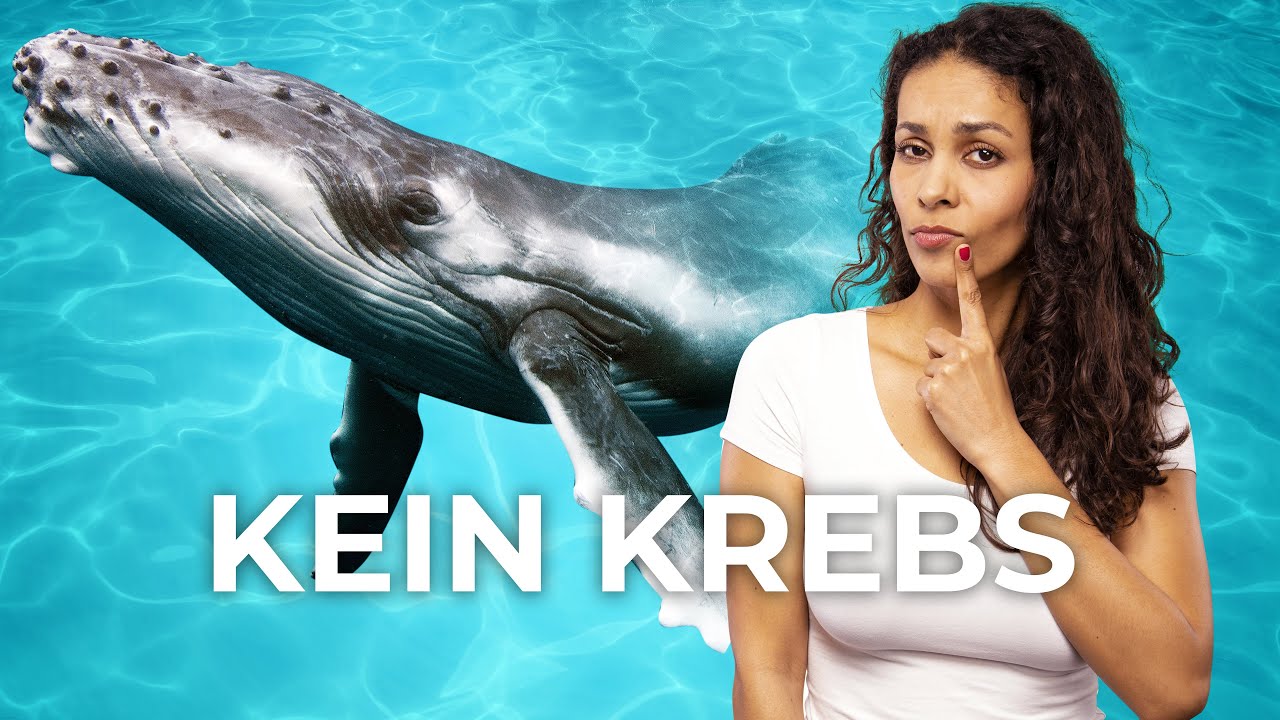 Krebs-Paradox: Warum große Tiere keinen Krebs bekommen!