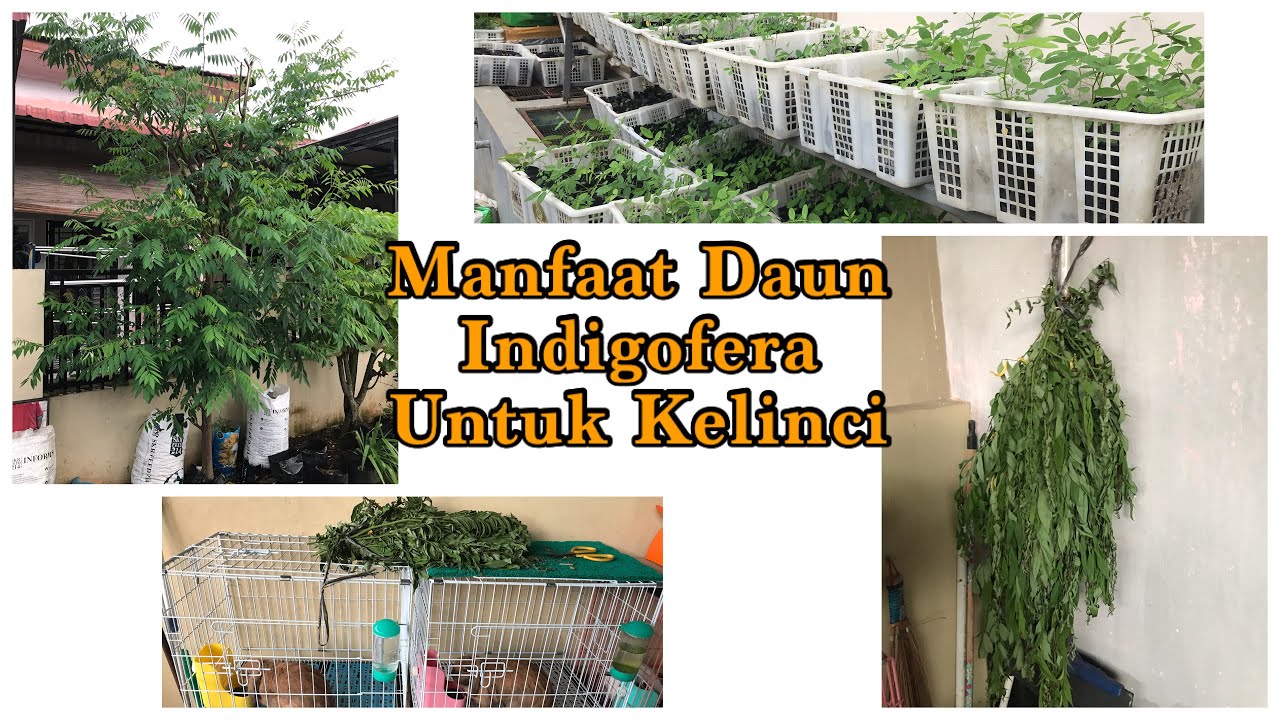Manfaat Daun Indigofera Untuk Kelinci |Cara Pemberian Indigofera Yang Benar |Tutorial King&rsquo;s Bunny