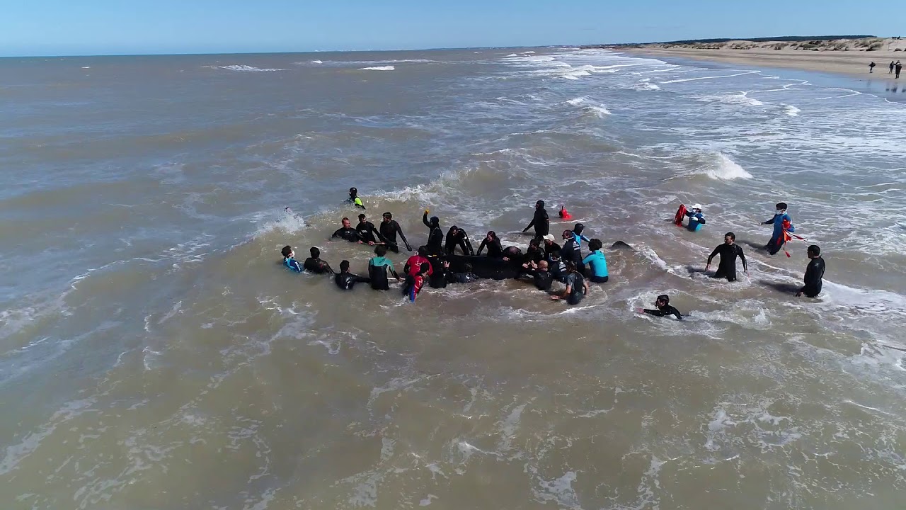 Así rescataron a la última de las 7 orcas varadas en Mar Chiquita