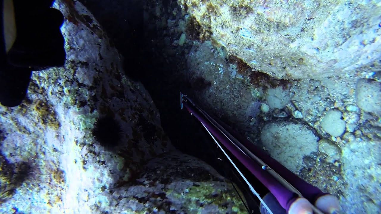 Pescasub congrios y sepias