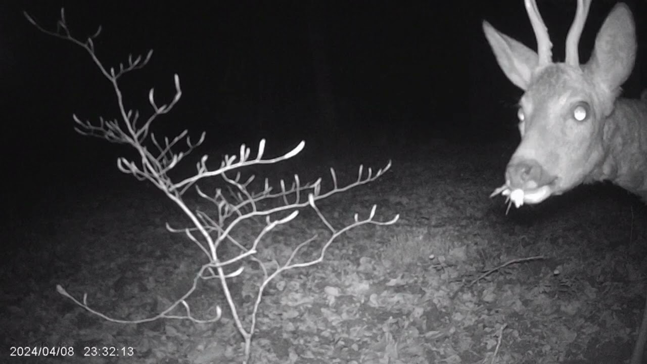 Caméra cachée en forêt vosgienne.