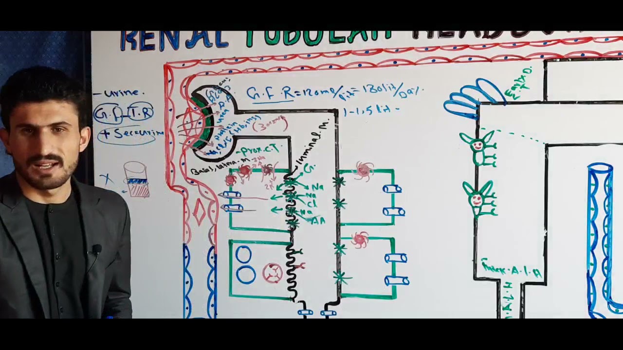 درس (32) مضمون فیزیولوژی Renal tubular Re absorption and secretion