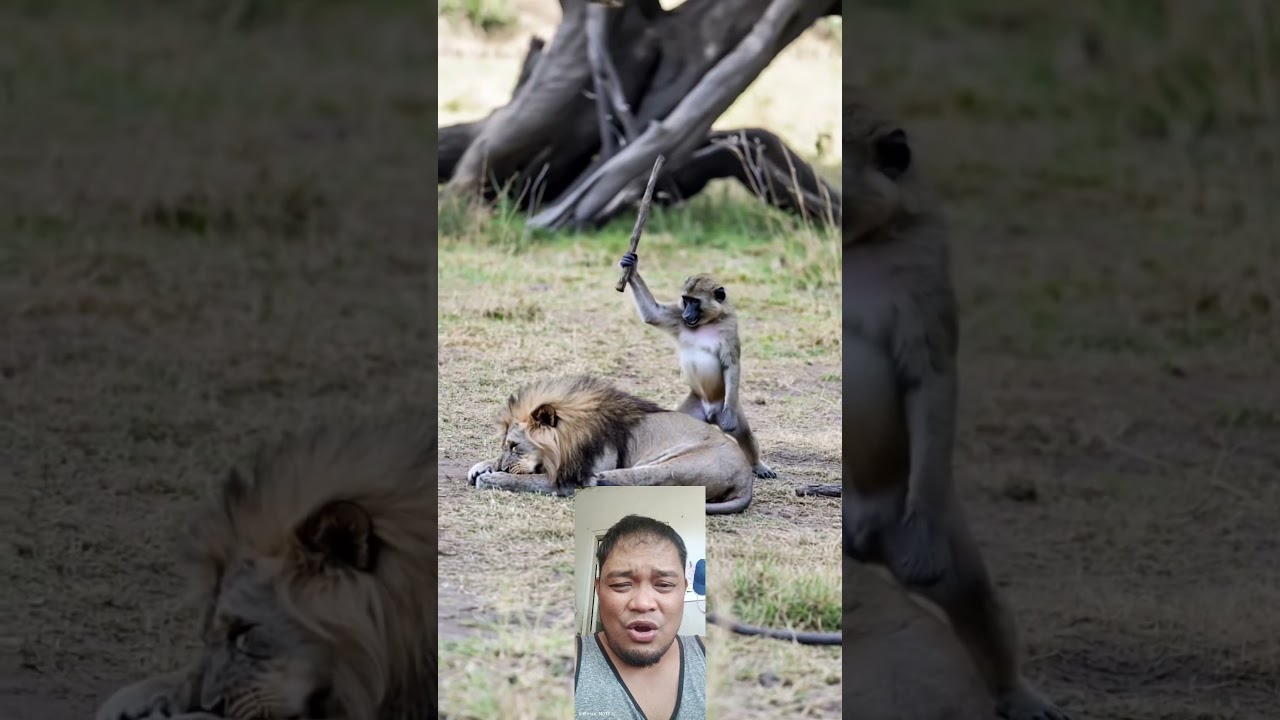 Mongke vs Lion 🦁 fighting 😂