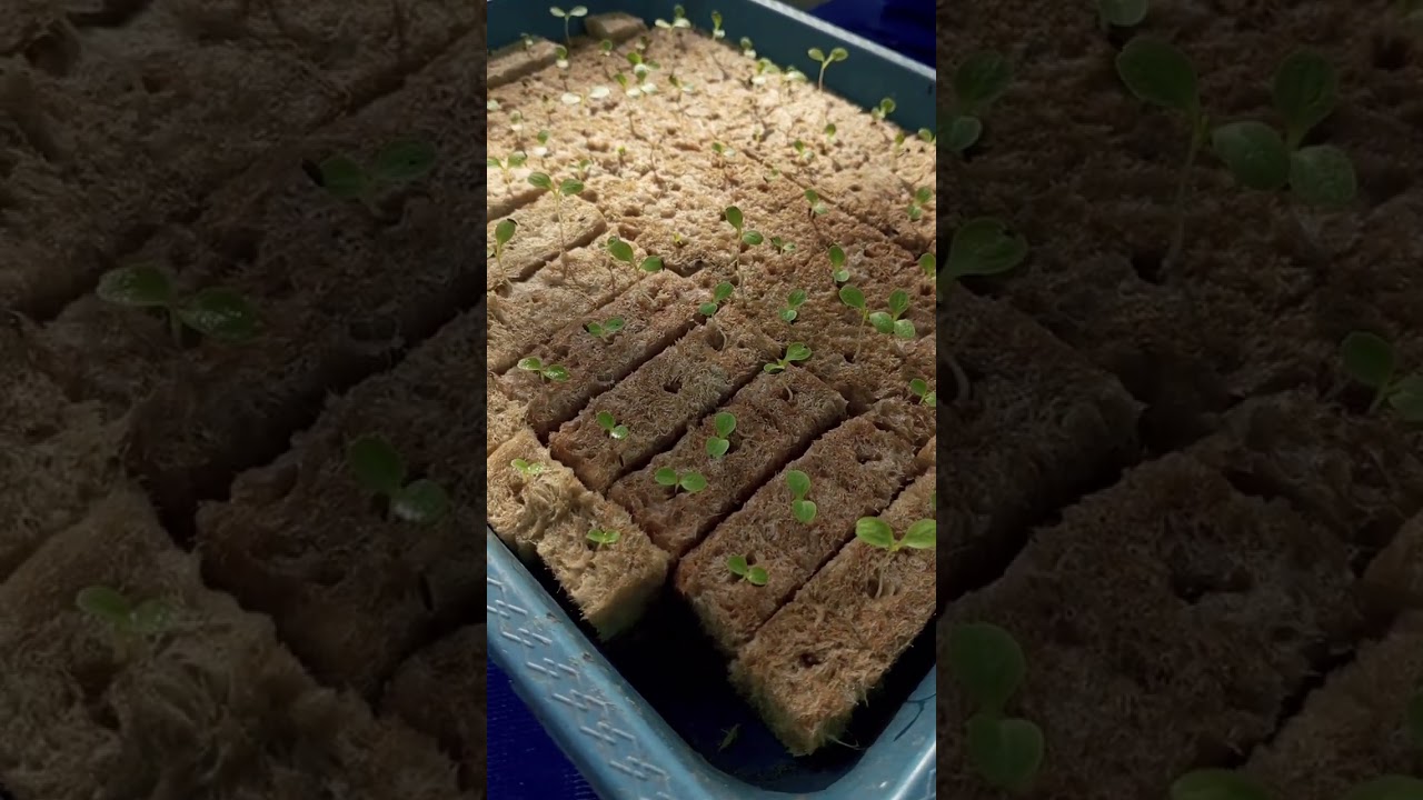 HSS7:Perkembangan Semaian Selada Hidroponik 🌱 Dokumentasi Lengkap Hari ke-7|Day 7 Lettuce Seedlings