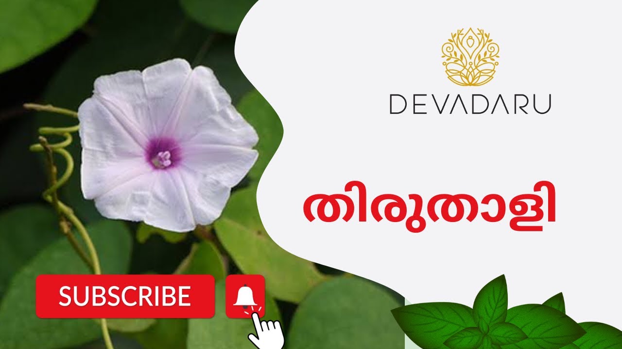Thiruthali #malayalam #kerala #ayurvedawellness #ayurvedichealing #ayurveda #ayush #trending #yt