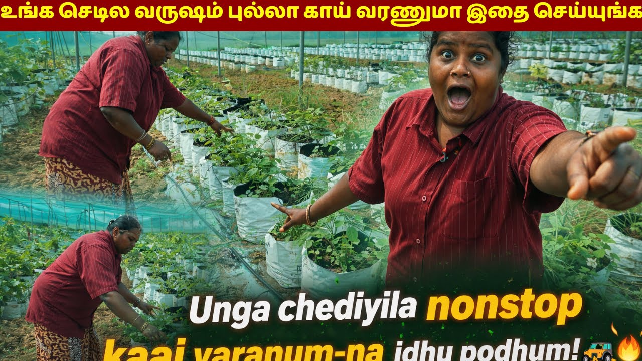 இப்படி செஞ்சா வருஷம் புல்லா காய் காய்க்குது /Do this to get continuous fruiting throughout the year.