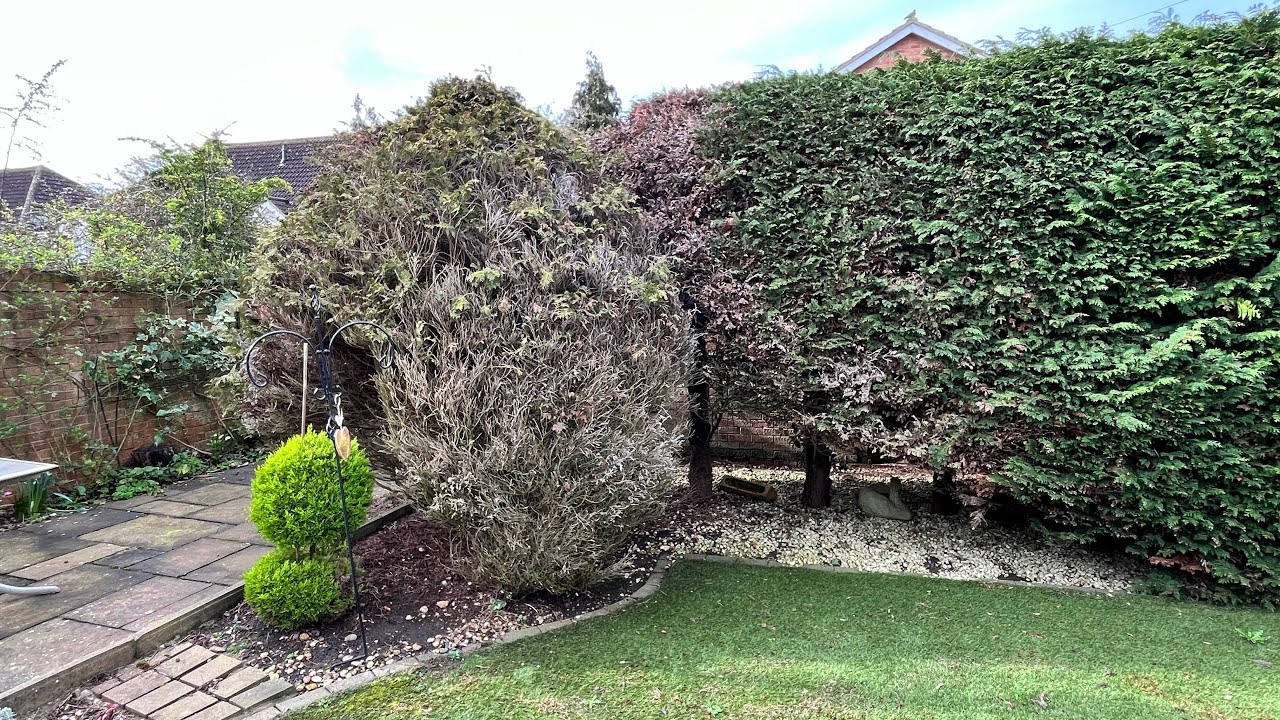 Time for These Ugly DEAD Conifers to go!