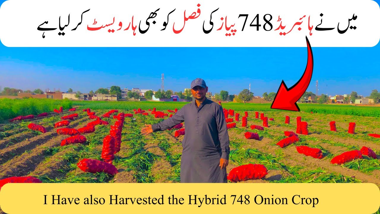 I Have also Harvested the Hybrid 748 Onion Crop