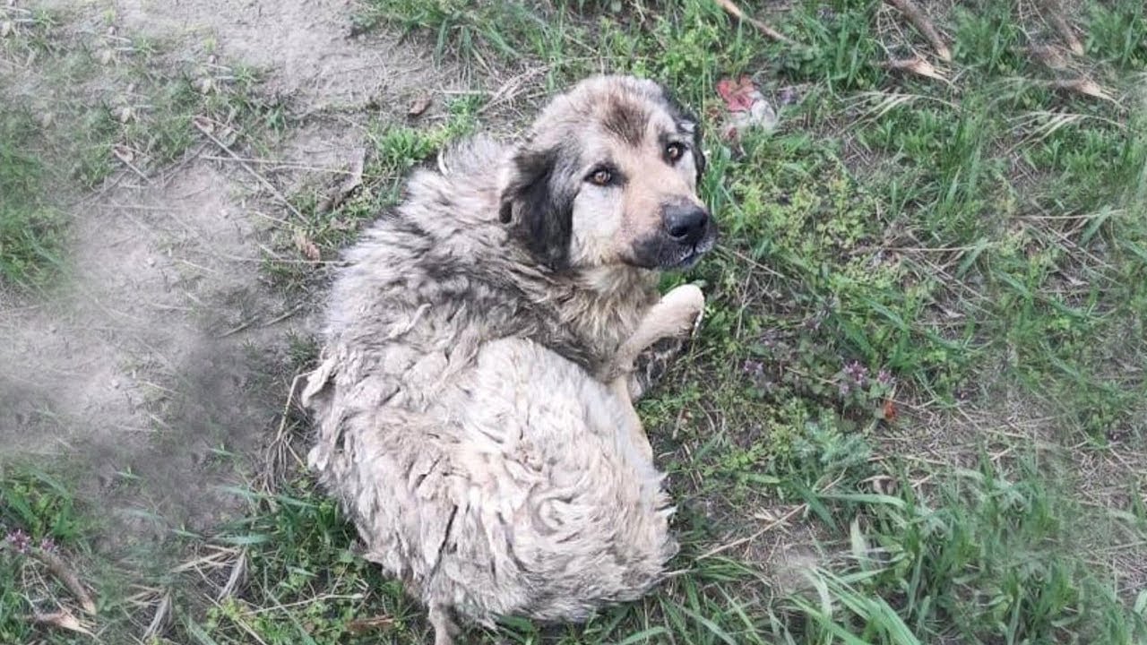 In the deserted field, he was bewildered after being left behind and faced hunger