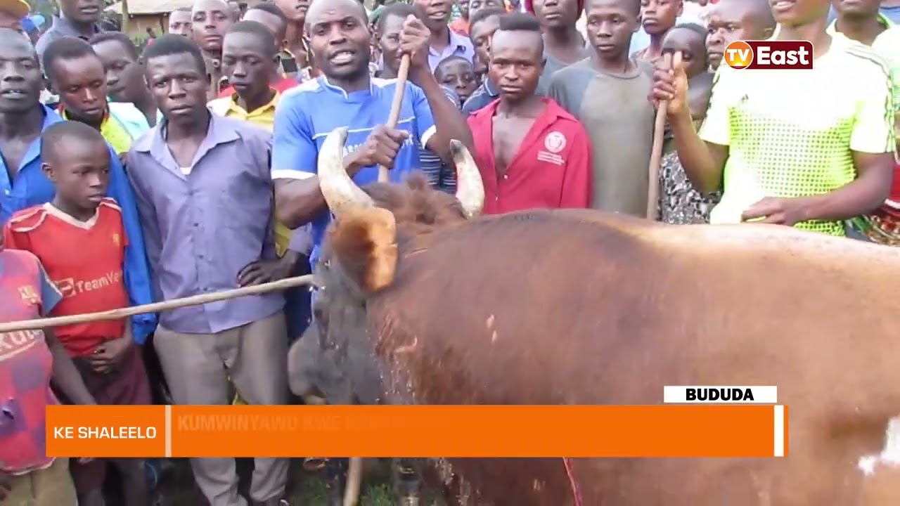 KE SHALEELO 04 01 24  BUDUDA  BULL FIGHTING EXCITES MULTITUDES IN BUDUDA