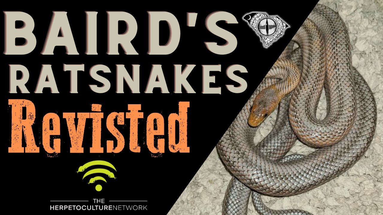 Baird's Ratsnakes Revisited