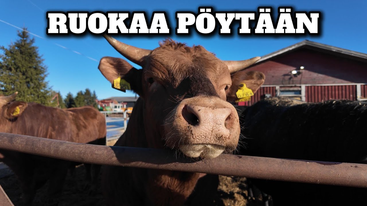 Appeen tekoa ja navettahommia