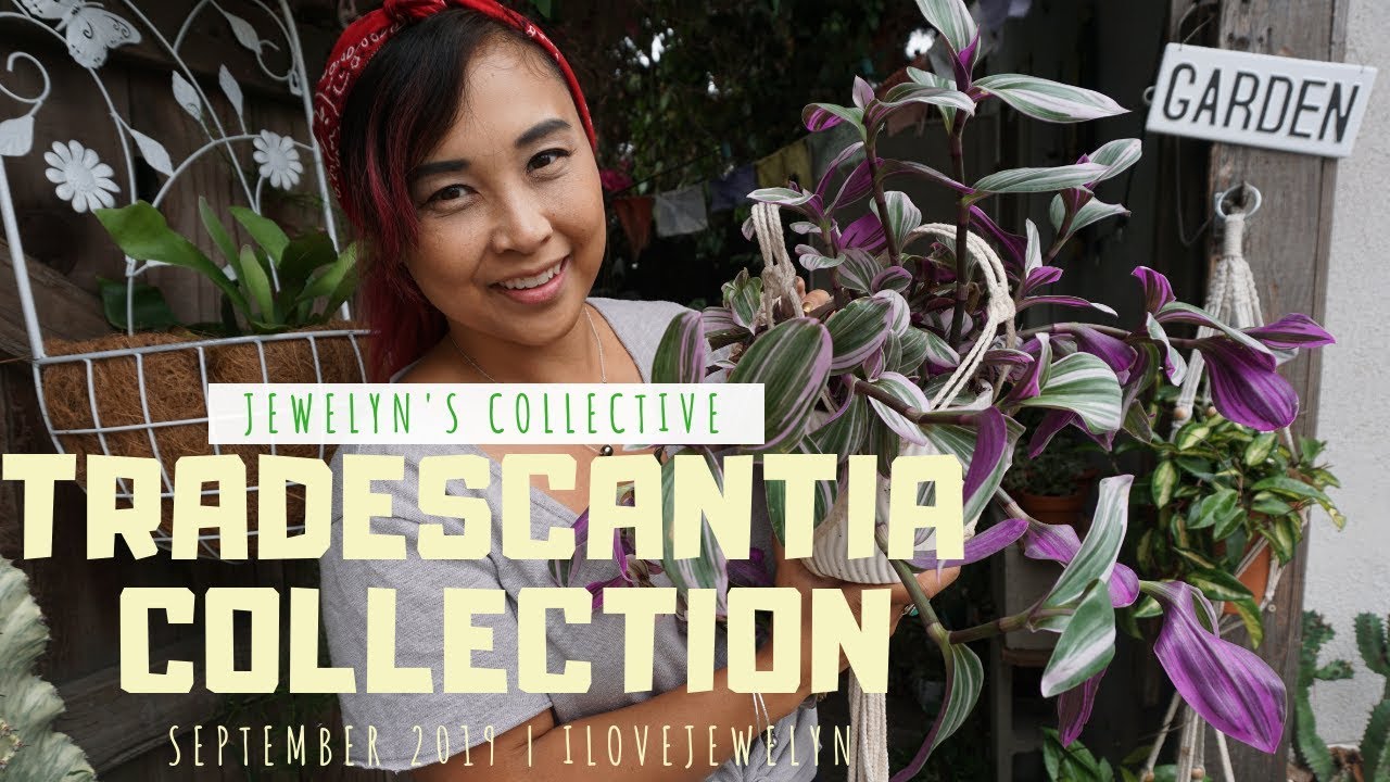 Jewelyn's Collective: Tradescantia Collection | Sept 2019 | ILOVEJEWELYN