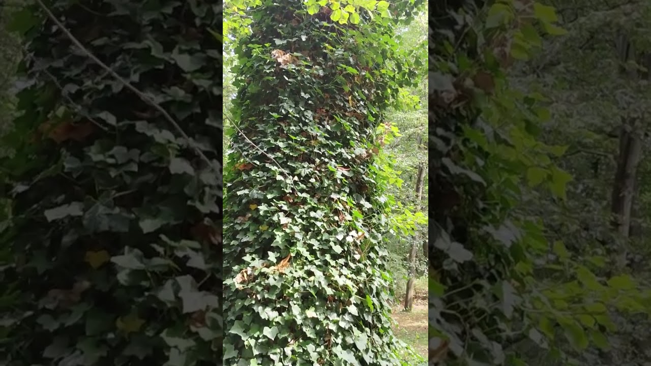 Just ivy (Hedera helix)