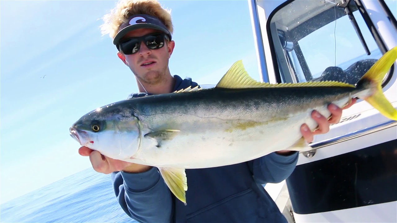 Western Waters - Baja Bird Schoolin'