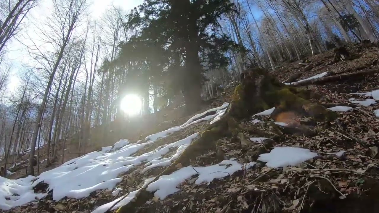Escursione - Foresta del Prescudin - Villa Emma - orme di lupo - Tassi millenari