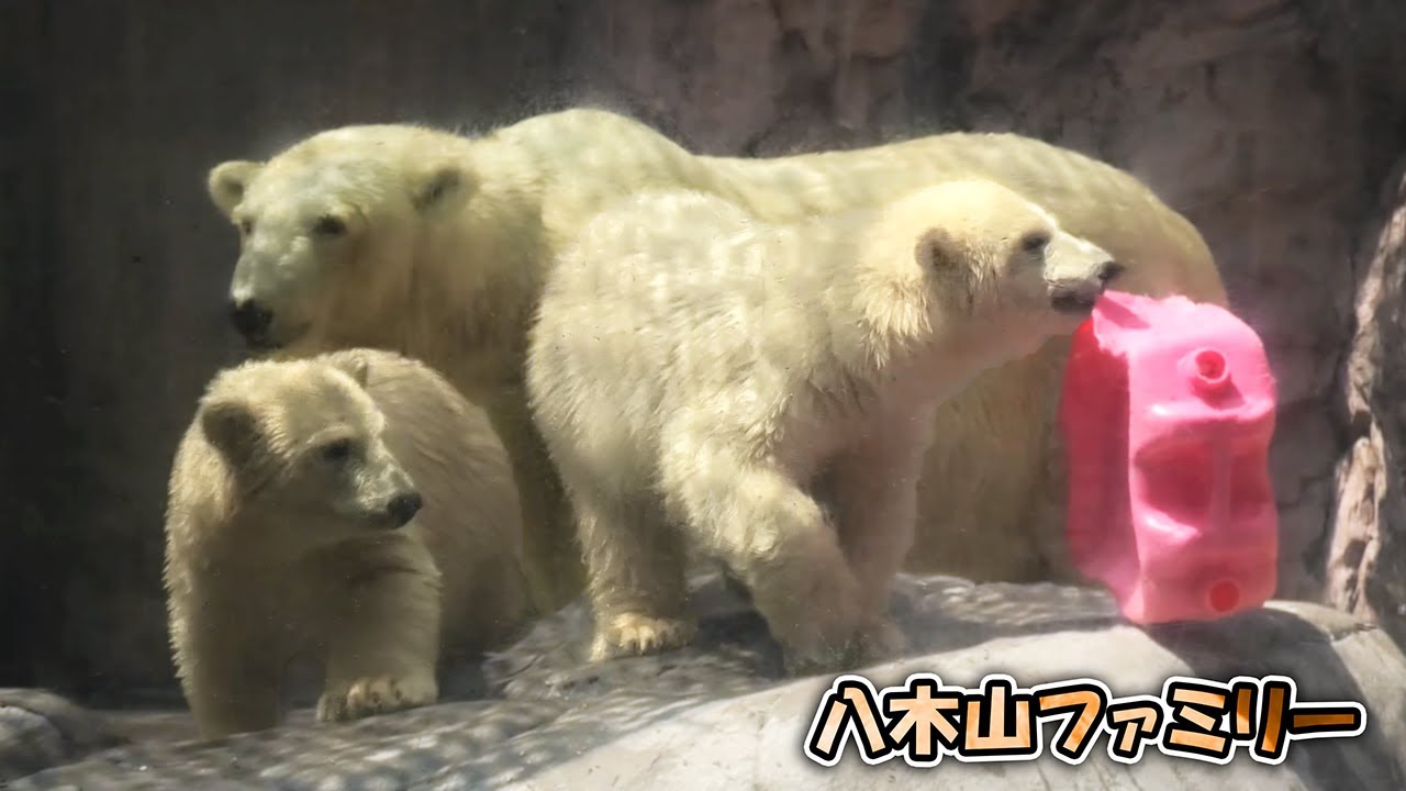うみ そら ポーラ 赤ちゃん 八木山動物公園｜Polar bear ホッキョクグマ シロクマ｜しろくまTV