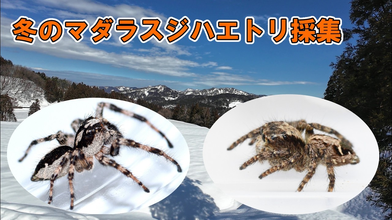 冬のマダラスジハエトリ採集　ついに念願の種に出会えました！！