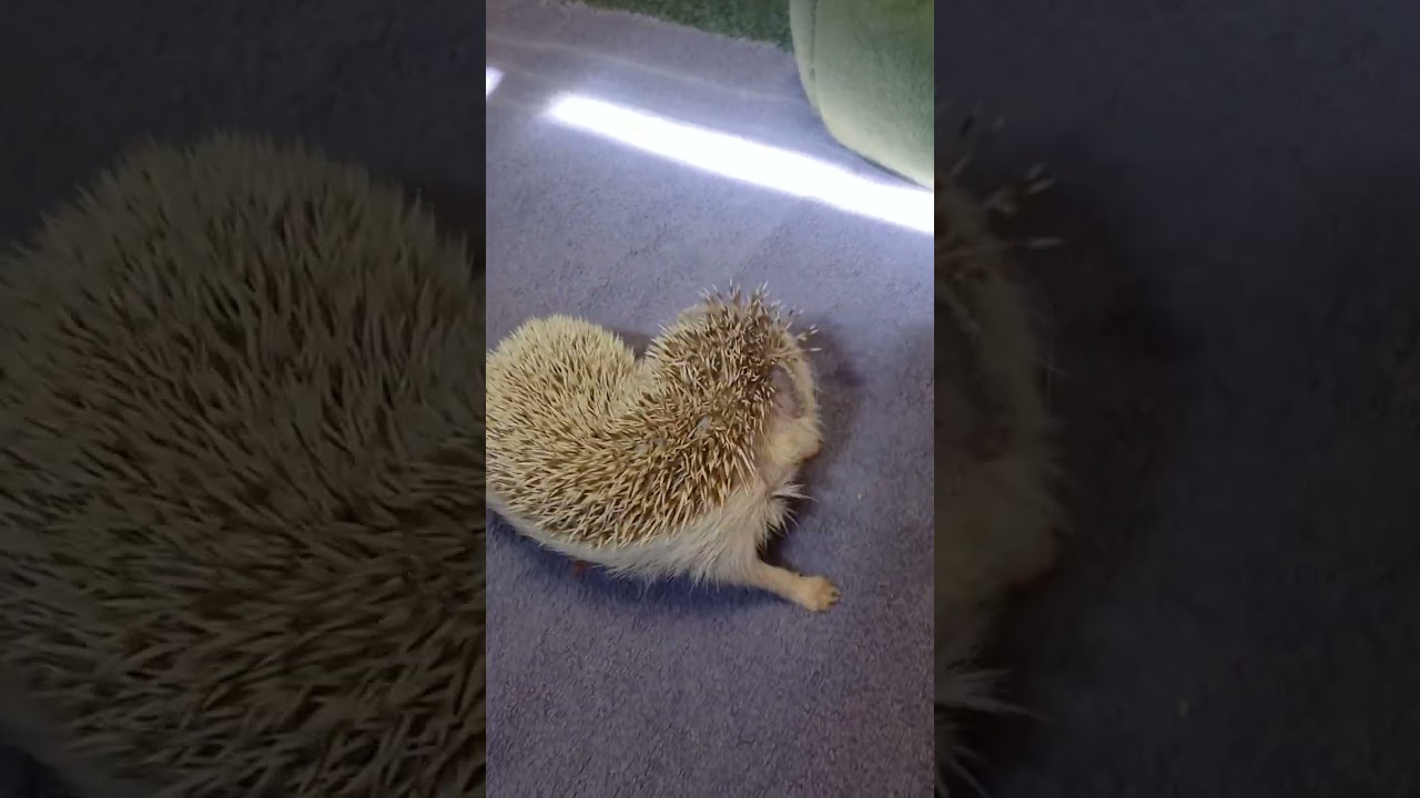 Fun Facts With WTB: Hedgehog Anointing (the struggle is real)