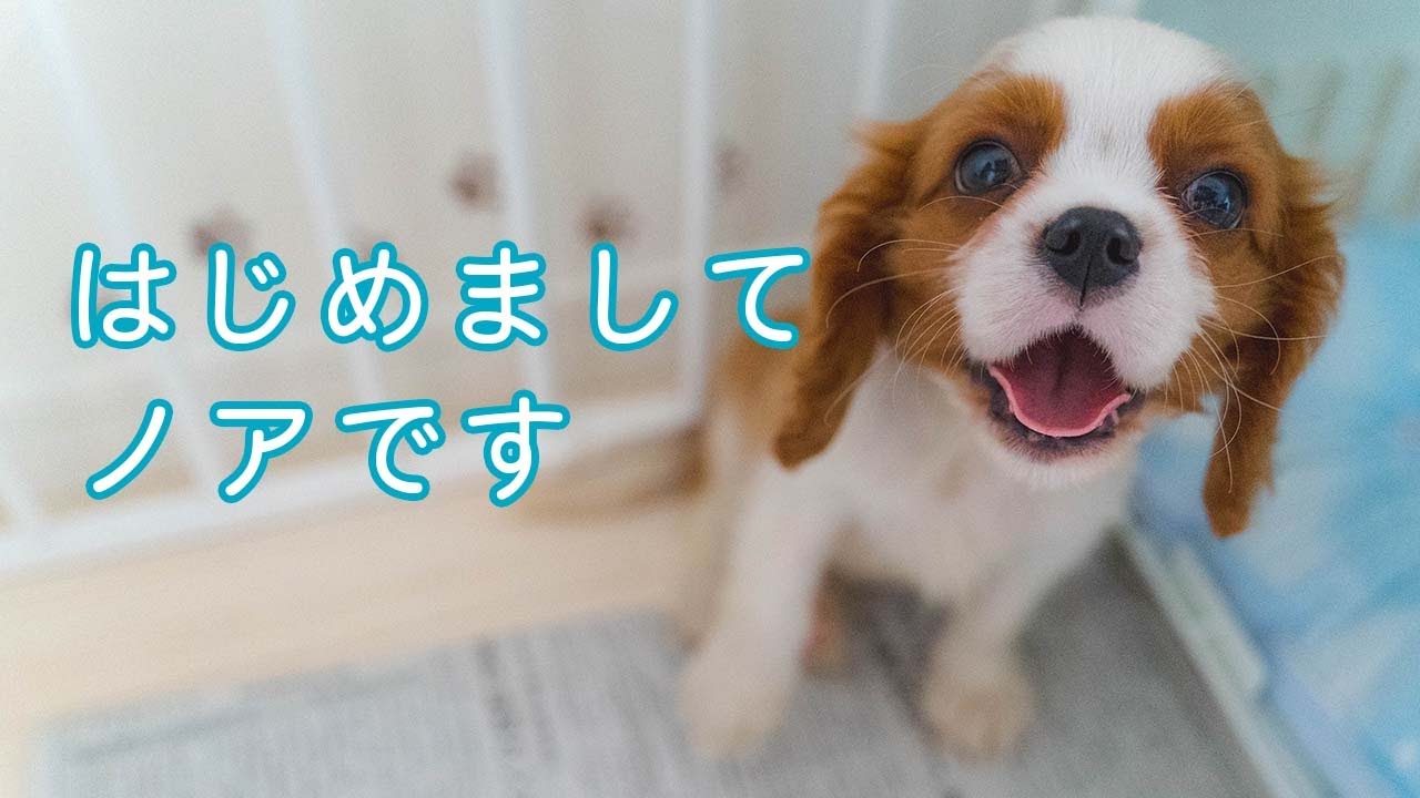 【キャバリア パピーお迎え初日】生後2ヶ月かわいい子犬がやってきた!!
