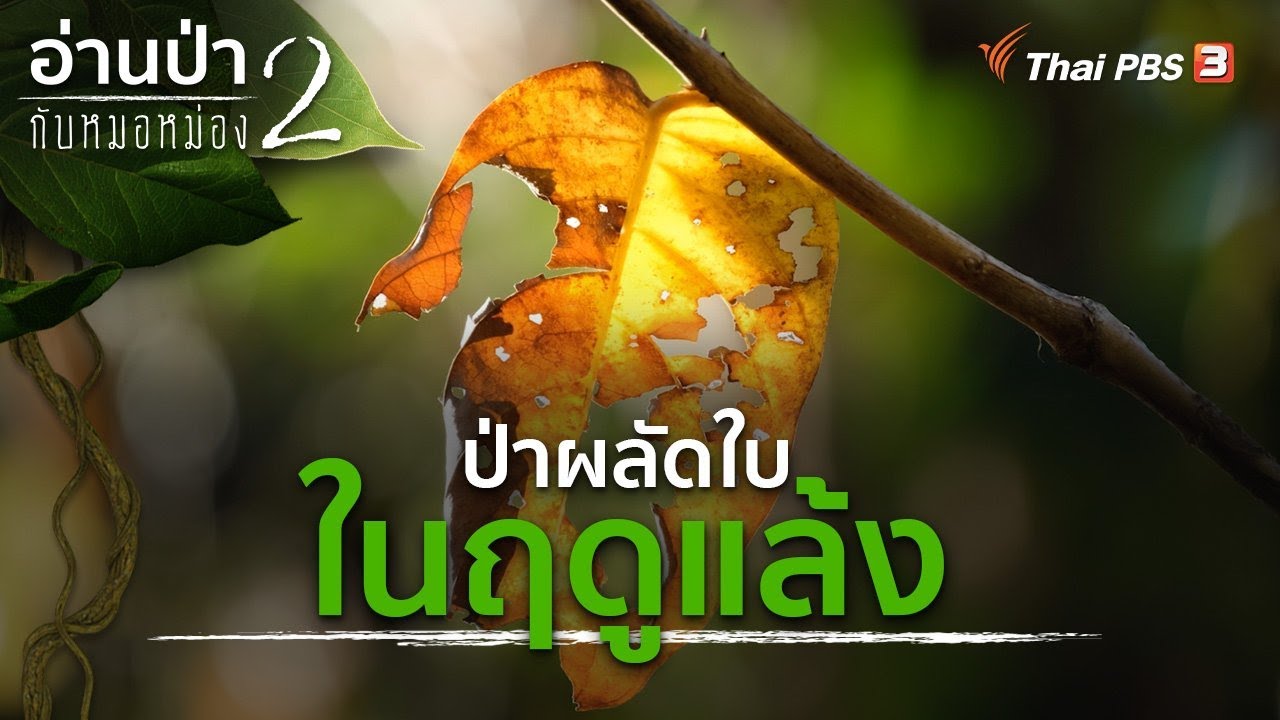 ป่าผลัดใบในฤดูแล้ง | อ่านป่ากับหมอหม่อง