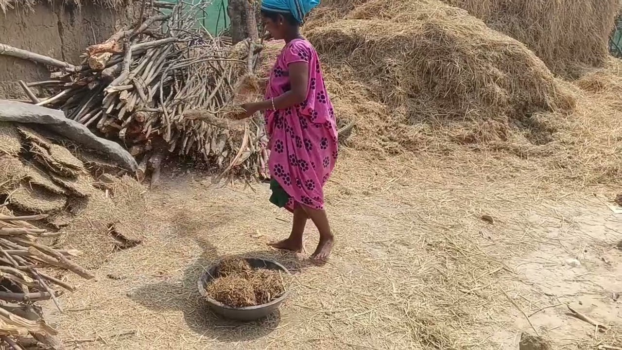 गाय के गोबर का छेना कैसे बनाते हैं | देसी तरीका | Village Life Vlog | Gobar Ke Uple Banana