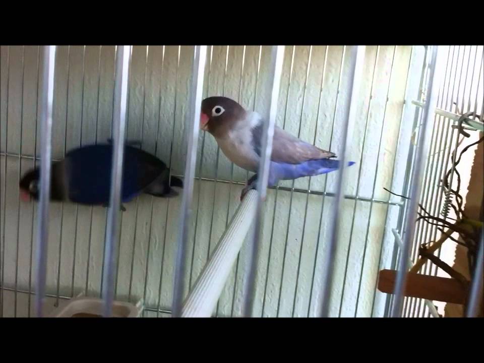 Lovebirds breeding winter 2011
