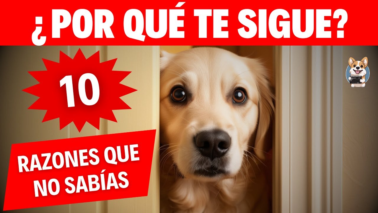Si Tu Perro Siempre te Sigue… Aquí Tienes 10 Razones que Necesitas Saber