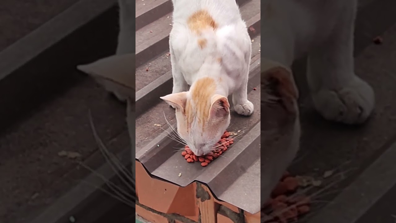 @Mèo với Chuột là bạn 😅