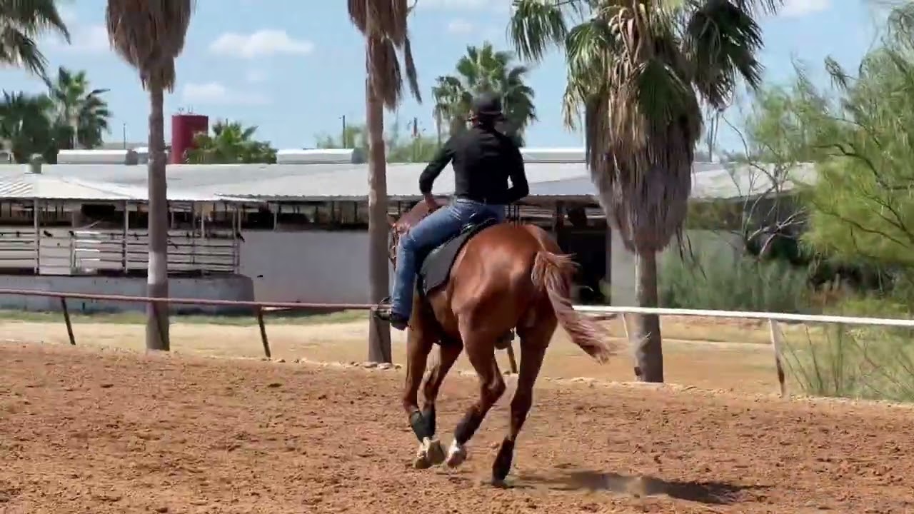 Cash AsmussenEquine.com - True Diamond