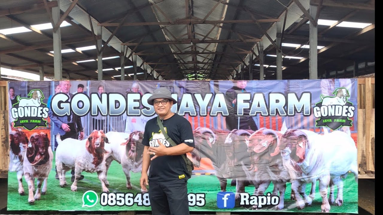 CEK HARGA KAMBING CROSSBOER DI KANDANG GONDES JAYA FARM