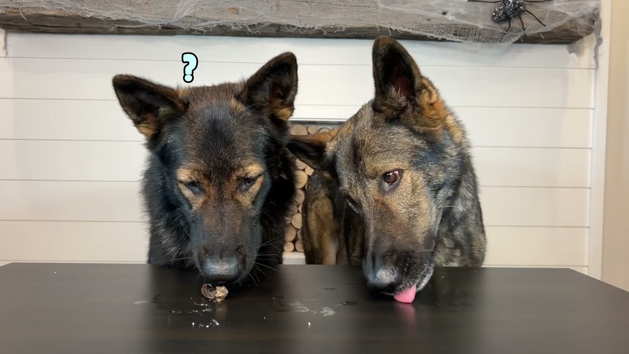 Dogs Review Different Foods: Picky Doggo vs Doggo Dumpster (Part 2) ASMR