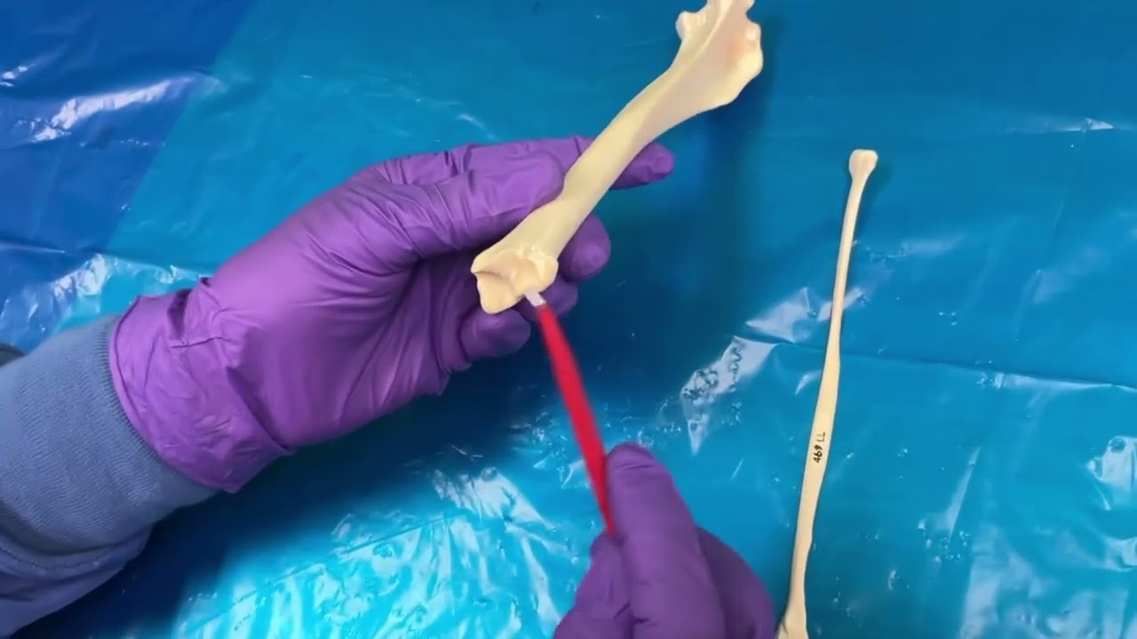 Dog Tibia & Fibula