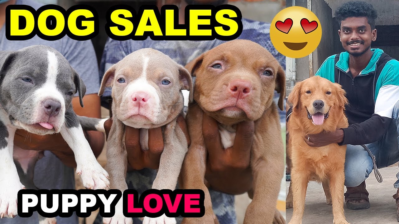 DOG FOR SALES \ PUPPY SALES \ Delivery Available \ Dog Kennels \ Sam Joshua