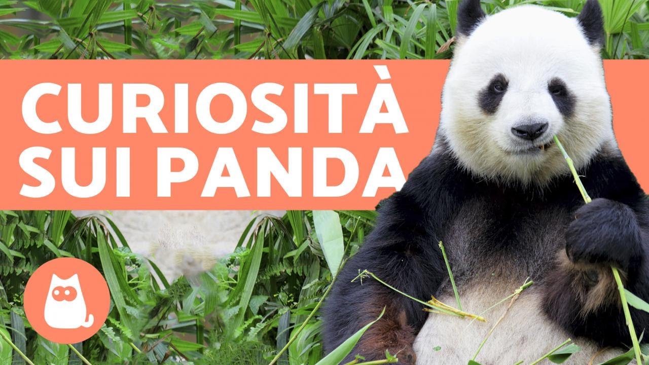 Cosa mangia il PANDA? 🐼 Tutto sull'ALIMENTAZIONE del panda!