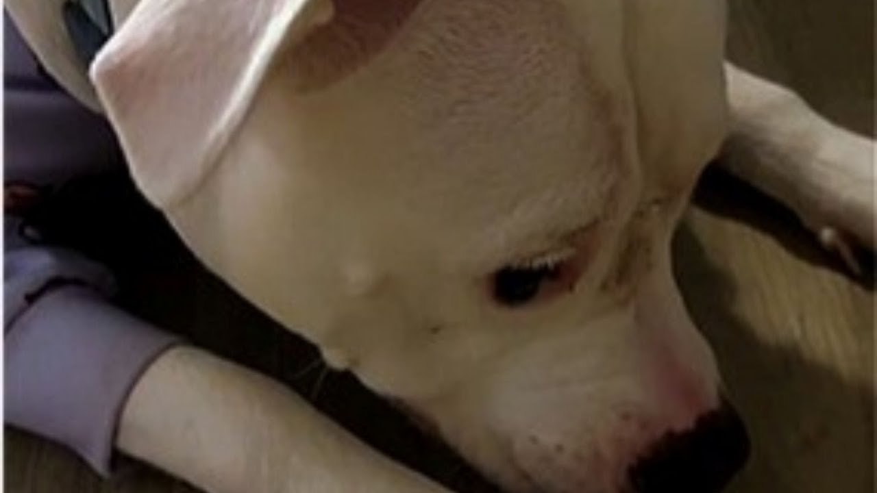 Woman Takes Home a Free Pit Bull but Nobody Told Her the Truth