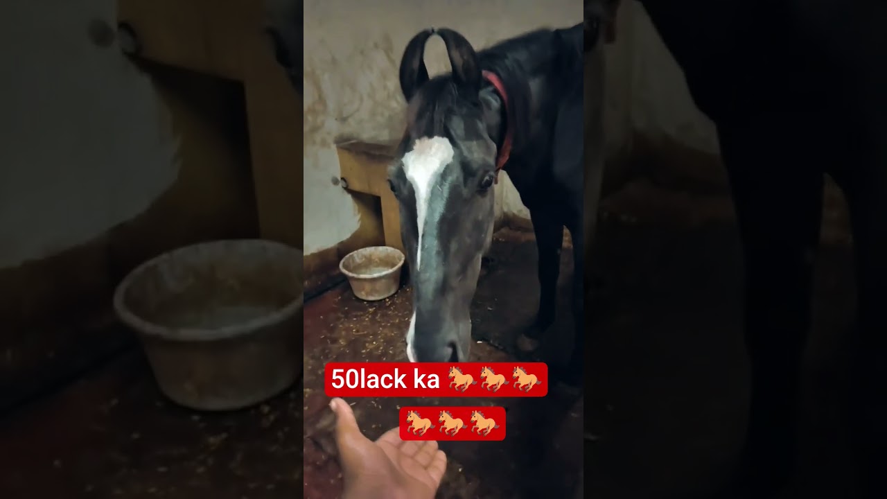 50 lack ka horse  🐎🐎🐎😍😍😍💵💵🤑🤑💵