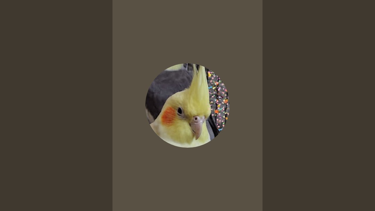 cockatiel parrot is live