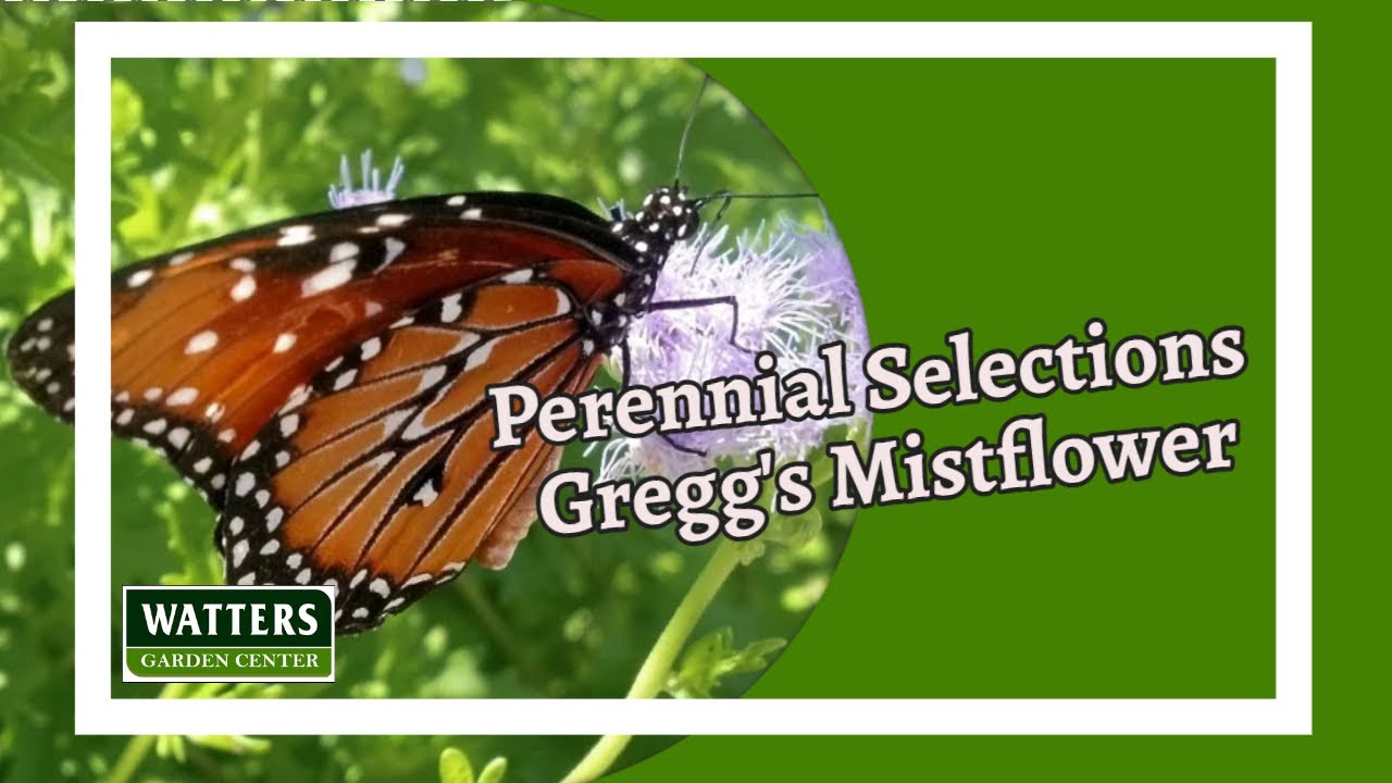 New Plant Introduction - Gregg's Mistflower